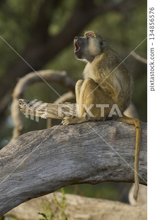 Yellow Baboon in a tree 134856576