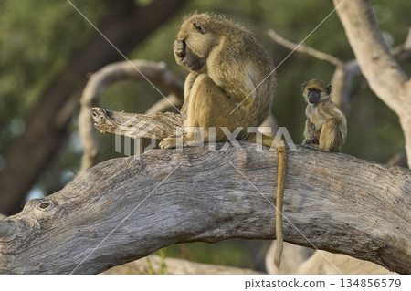 Adult and baby Yellow Baboon in a tree 134856579