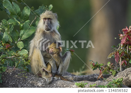 Adult and baby Yellow Baboon in a tree Adult and baby Yellow Baboon in a tree 134856582