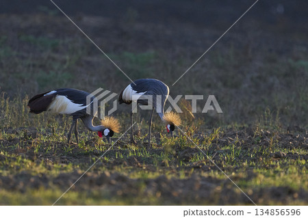 Grey Crowned Cranes 134856596