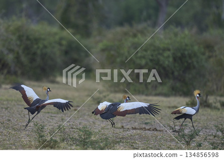 Grey Crowned Cranes 134856598
