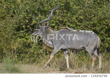 Male Greater Kudu Male Greater Kudu 134856790