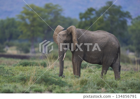 African Elephant in Zambia 134856791