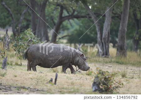 Lone Hippopotamus in woodland 134856792