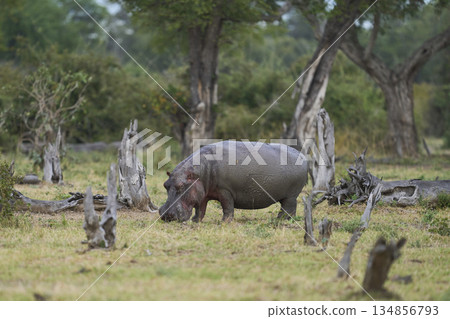 Lone Hippopotamus in woodland 134856793