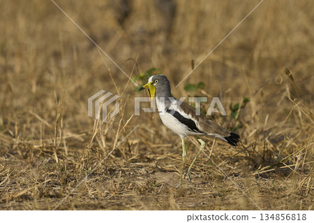 White-crowned Lapwing White-crowned Lapwing 134856818
