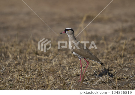 Crowned Lapwing 134856819