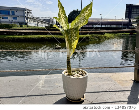 Fresh flowers in outdoor pots decorate the hotel grounds in Asia 134857076