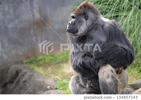 A gorilla who wants to ask families how many people there are in their family 134857143