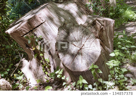 Sunlight shines on the surface of the Tree stump through the gaps between branches and leaves. 134857378