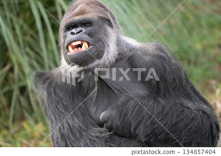 我缺了一顆牙。我能給一隻大猩猩買醫療保險嗎？ 134857404