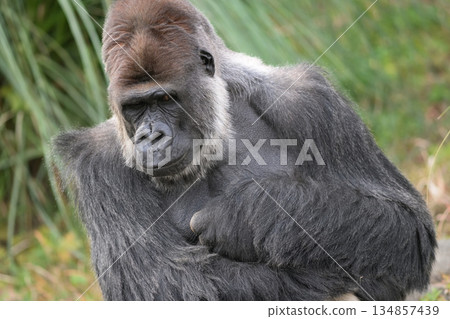 A gorilla worried about the audience's cold gazes 134857439