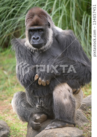 一隻大猩猩對著鏡頭擺出它的標誌性姿勢。 134857451