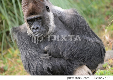 即使看起來它們似乎沒有任何煩惱，大猩猩也有自己的煩惱。 134857582