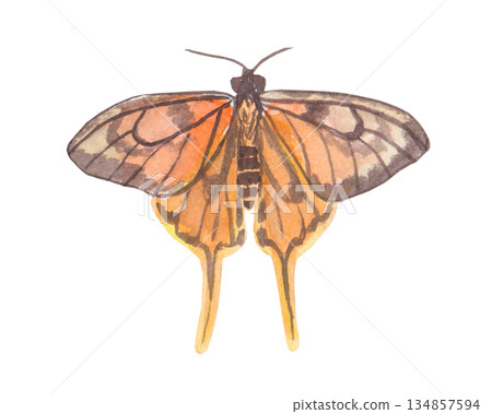 Multicolored watercolor butterflies isolated on a white background. Spring illustration of butterflies in orange color . Suitable for covers, backgrounds, advertisements, etc 134857594