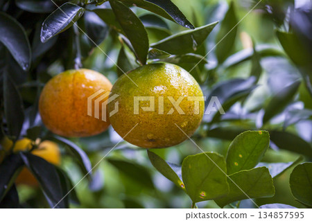 In the orchard, delicious citrus fruits hang on the branches. 134857595