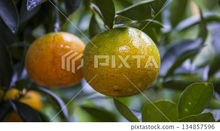 In the orchard, delicious citrus fruits hang on the branches. 134857596