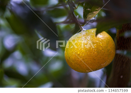果園中,掛在樹枝上的美味柑橘 134857599