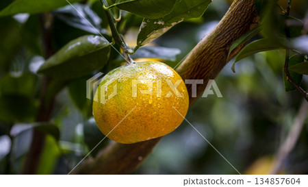 In the orchard, delicious citrus fruits hang on the branches. 134857604