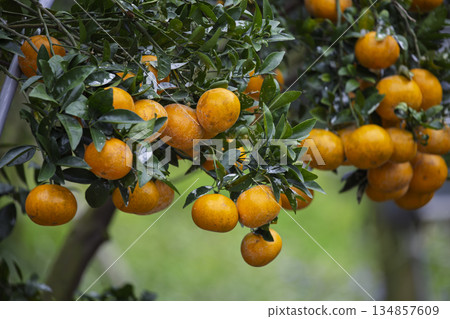 In the orchard, delicious citrus fruits hang on the branches. In the orchard, delicious citrus fruits hang on the branches. 134857609