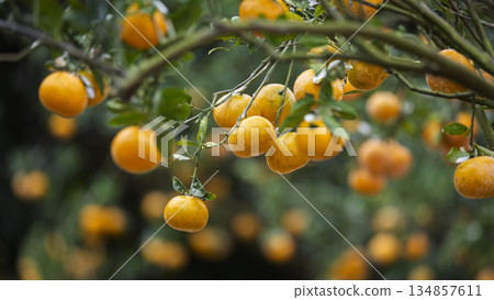 果園中,掛在樹枝上的美味柑橘 134857611