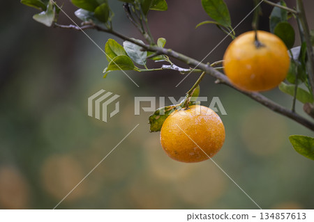 In the orchard, delicious citrus fruits hang on the branches. In the orchard, delicious citrus fruits hang on the branches. 134857613