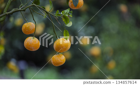 果園中,掛在樹枝上的美味柑橘 134857614