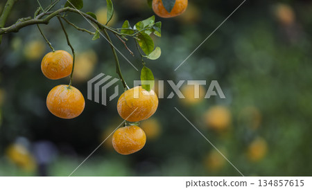 In the orchard, delicious citrus fruits hang on the branches. In the orchard, delicious citrus fruits hang on the branches. 134857615