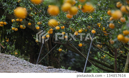In the orchard, delicious citrus fruits hang on the branches. In the orchard, delicious citrus fruits hang on the branches. 134857616