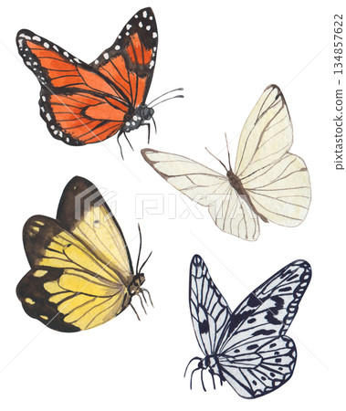 Multicolored watercolor butterflies set on a white background. Spring illustration of butterflies in yellow, orange, and other colors. Suitable for covers, backgrounds, advertisements, etc Multicolored watercolor butterflies set on a white background. Spring illustration of butterflies in yellow, orange, and other colors. Suitable for covers, backgrounds, advertisements, etc 134857622