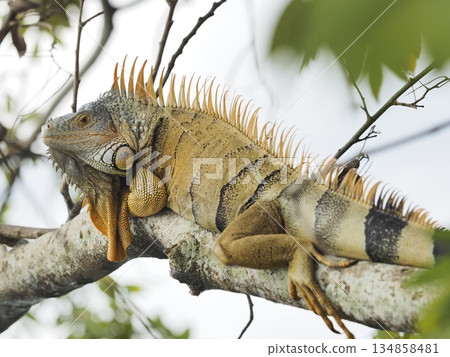 一隻綠鬣蜥在瓜地馬拉的一根樹枝上休息 一隻綠鬣蜥在瓜地馬拉的一根樹枝上休息 134858481