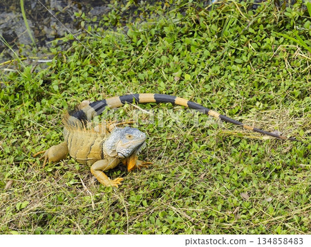 Green iguana by a lake in Guatemala 134858483