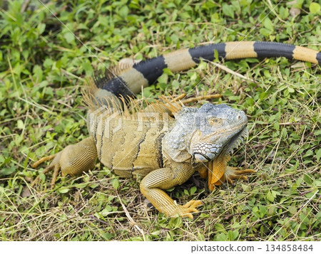Green iguana by a lake in Guatemala 134858484