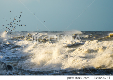 Powerful storm waves crash in Baltic Sea near Liepaja with seagulls flying above the turbulent water 134858781