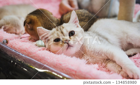 Adorable British Shorthair kitten relaxing on a pink blanket Adorable British Shorthair kitten relaxing on a pink blanket 134858980