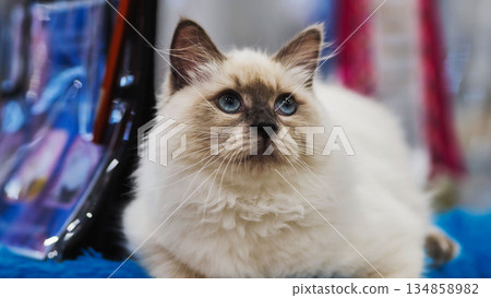 Birman cat relaxing on blue carpet during cat show Birman cat relaxing on blue carpet during cat show 134858982