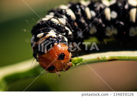 Caterpillar with orange head. Green Plant Caterpillar with orange head. Green Plant 134859126