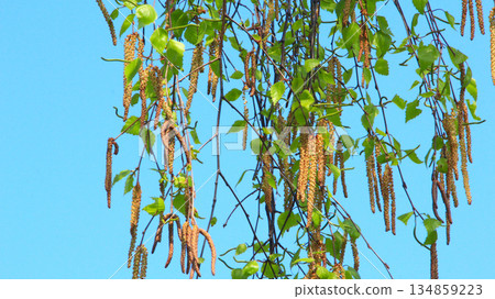 Catkins and new spring leaves hanging down from birch tree. Springtime. Nature Catkins and new spring leaves hanging down from birch tree. Springtime. Nature 134859223