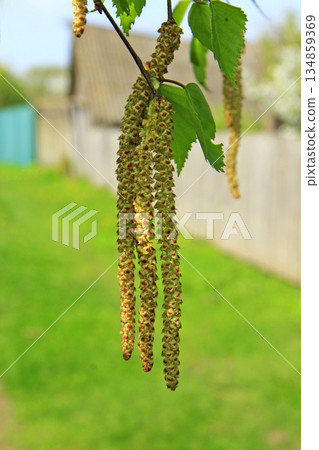 New catkins of birch. Springtime. Spring has come New catkins of birch. Springtime. Spring has come 134859369