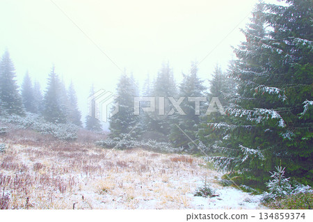 Mountain forest in dense fog after first snow. Evergreen forest Mountain forest in dense fog after first snow. Evergreen forest 134859374