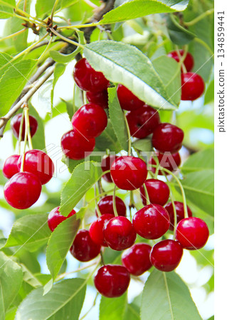 Red berries of cherry hang on tree. Cherry berries Red berries of cherry hang on tree. Cherry berries 134859441