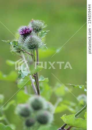 Flowers and leaves of burdock. Herbal plant Flowers and leaves of burdock. Herbal plant 134859444