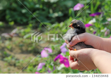 Chicken in children's hands. New life. Small bird 134859448