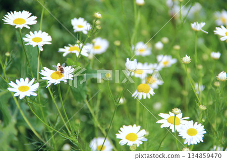 Flowers of white beautiful chamomiles in garden 134859470