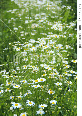 Flowers of white beautiful chamomiles. Summer flowers Flowers of white beautiful chamomiles. Summer flowers 134859475