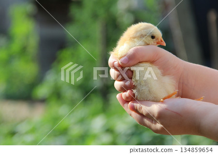 Yellow chicken in children's hands. New life. Small bird 134859654
