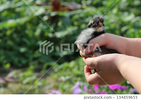 Chicken in children's hands. New life. Small bird 134859655