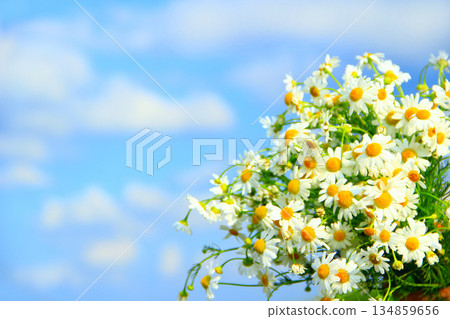 White chamomiles in bouquet on blue sky background. Chamomile flowers 134859656