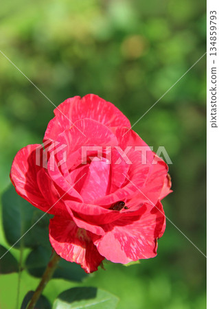 Red rose in garden on blurry green background. Bee sticking into rosebud 134859793