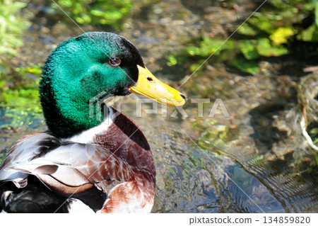 Male mallard swimming in a clear stream 134859820